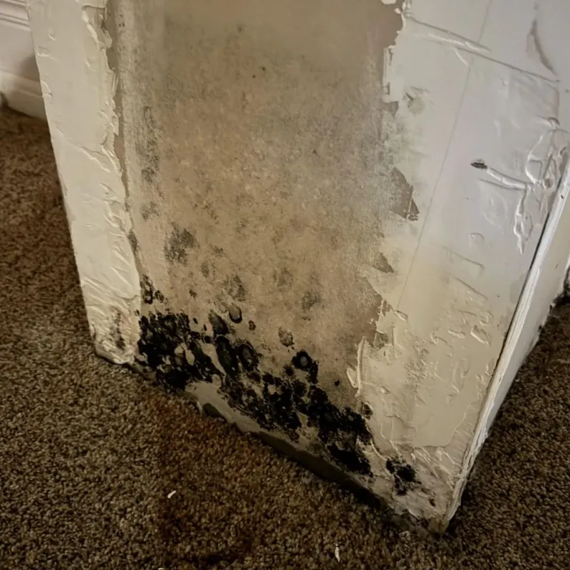 Professional Mold Removal in Sunrise Manor, NV